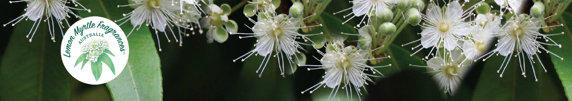 Lemon Myrtle Fragrances